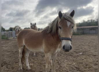 Haflinger, Wallach, 3 Jahre, 152 cm
