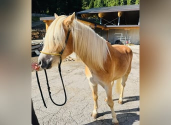 Haflinger, Wallach, 3 Jahre, 152 cm
