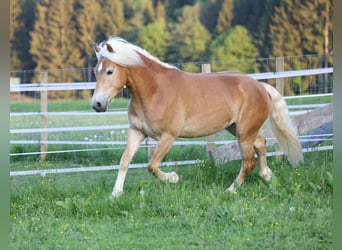 Haflinger, Wallach, 3 Jahre, 152 cm
