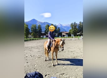 Haflinger, Wallach, 3 Jahre, 152 cm, Fuchs