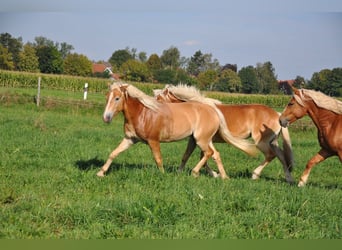 Haflinger, Wallach, 3 Jahre, 152 cm, Fuchs