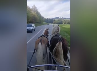 Haflinger, Wallach, 3 Jahre, 152 cm, Fuchs