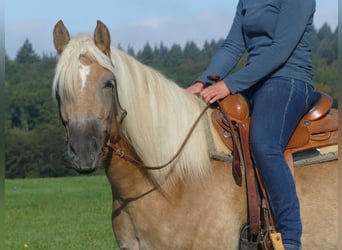 Haflinger, Wallach, 3 Jahre, 152 cm, Fuchs