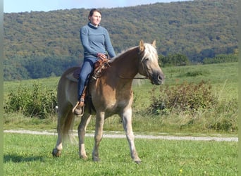 Haflinger, Wallach, 3 Jahre, 152 cm, Fuchs