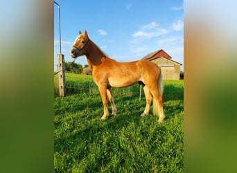 Haflinger, Wallach, 3 Jahre, 152 cm, Fuchs