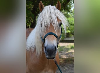 Haflinger, Wallach, 3 Jahre, 153 cm