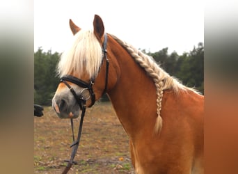 Haflinger, Wallach, 3 Jahre, 153 cm, Fuchs
