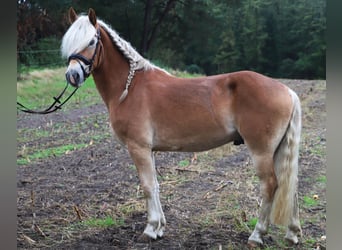 Haflinger, Wallach, 3 Jahre, 153 cm, Fuchs