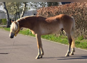 Haflinger, Wallach, 3 Jahre, 153 cm, Palomino