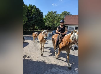 Haflinger, Wallach, 3 Jahre, 153 cm, Rotfuchs