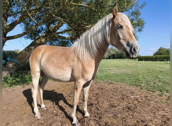 Haflinger, Wallach, 3 Jahre, 154 cm