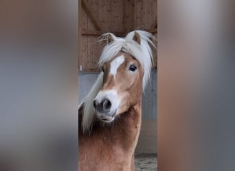 Haflinger, Wallach, 3 Jahre, 154 cm, Fuchs