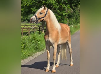Haflinger, Wallach, 3 Jahre, 155 cm