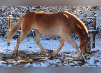 Haflinger, Wallach, 3 Jahre, 155 cm, Fuchs