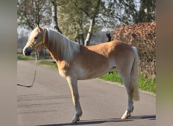 Haflinger, Wallach, 3 Jahre, 155 cm, Palomino