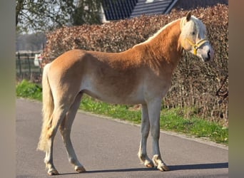 Haflinger, Wallach, 3 Jahre, 155 cm, Palomino