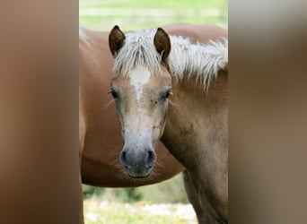 Haflinger, Wallach, 3 Jahre, 157 cm