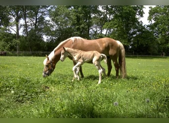 Haflinger, Wallach, 3 Jahre, 157 cm