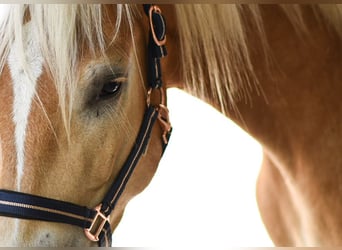 Haflinger, Wallach, 3 Jahre, 157 cm