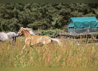 Haflinger, Wallach, 3 Jahre, 157 cm