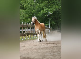 Haflinger, Wallach, 3 Jahre, 157 cm