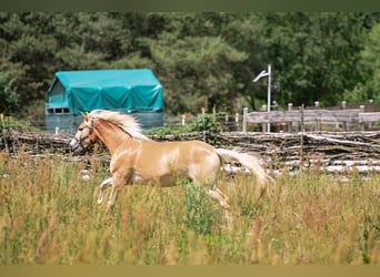Haflinger, Wallach, 3 Jahre, 157 cm