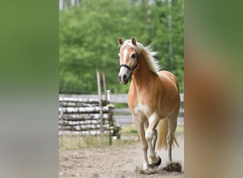 Haflinger, Wallach, 3 Jahre, 157 cm