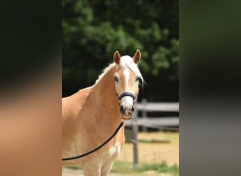 Haflinger, Wallach, 3 Jahre, 157 cm