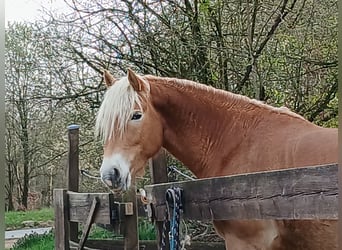 Haflinger, Wallach, 3 Jahre, 158 cm, Fuchs