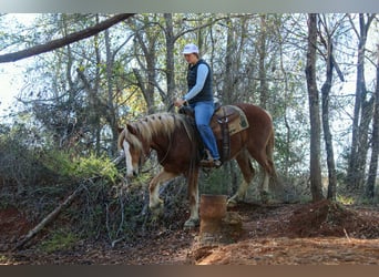 Haflinger, Wallach, 3 Jahre, Dunkelfuchs
