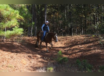 Haflinger, Wallach, 3 Jahre, Dunkelfuchs