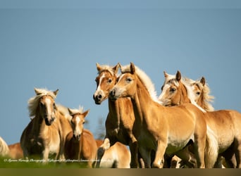 Haflinger, Wallach, 3 Jahre