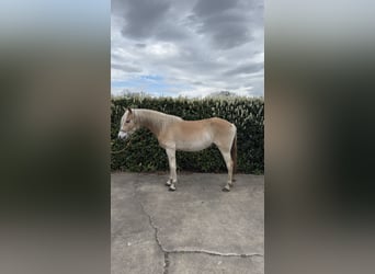 Haflinger, Wallach, 3 Jahre
