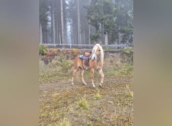 Haflinger, Wallach, 3 Jahre, Fuchs