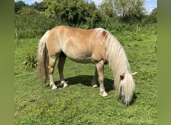 Haflinger, Wallach, 4 Jahre, 133 cm, Fuchs