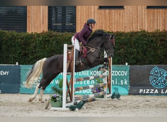Haflinger Mix, Wallach, 4 Jahre, 143 cm, Rappe