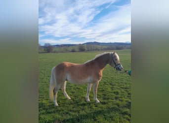 Haflinger, Wallach, 4 Jahre, 145 cm, Fuchs