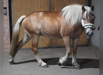 Haflinger, Wallach, 4 Jahre, 146 cm