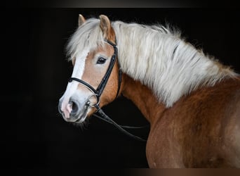 Haflinger, Wallach, 4 Jahre, 146 cm, Fuchs