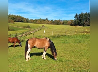 Haflinger Mix, Wallach, 4 Jahre, 146 cm, Schecke