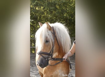Haflinger, Wallach, 4 Jahre, 147 cm, Fuchs