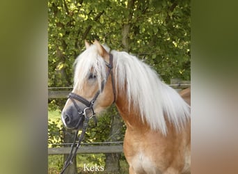 Haflinger, Wallach, 4 Jahre, 147 cm, Fuchs