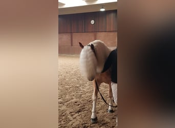 Haflinger, Wallach, 4 Jahre, 147 cm, Fuchs