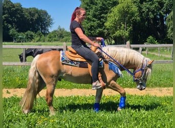 Haflinger, Wallach, 4 Jahre, 147 cm, Fuchs