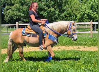 Haflinger, Wallach, 4 Jahre, 147 cm, Fuchs