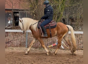 Haflinger, Wallach, 4 Jahre, 147 cm, Fuchs