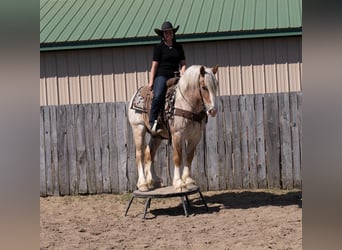 Haflinger Mix, Wallach, 4 Jahre, 147 cm, Roan-Red