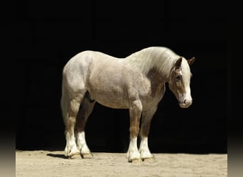 Haflinger Mix, Wallach, 4 Jahre, 147 cm, Roan-Red