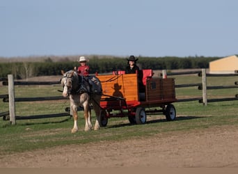 Haflinger Mix, Wallach, 4 Jahre, 147 cm, Roan-Red