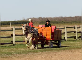 Haflinger Mix, Wallach, 4 Jahre, 147 cm, Roan-Red